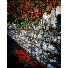 Print - Fuchsias Cascading over Stone Wall, Ballynacally, County Clare - Moods of Ireland