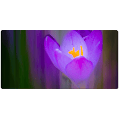 Desk Mat - Irish Spring Crocus at Coole Park, County Galway - James A. Truett - Moods of Ireland - Irish Art