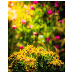 Print - Irish Wildflowers of Liscormick, County Clare - Moods of Ireland