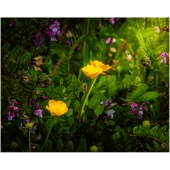 Print - Buttercups and other Wildflowers, County Clare - James A. Truett - Moods of Ireland - Irish Art