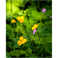 Print - Wildflowers in Filtered Sunlight, Ballylee, County Galway - James A. Truett - Moods of Ireland - Irish Art