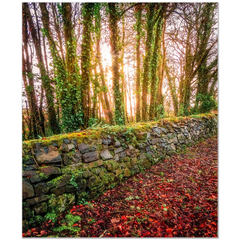 Print - Winter Sun at Newhall Estate, County Clare