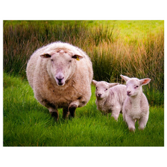 Print - Lambing Season in County Clare