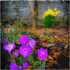 Shower Curtain - Rebirth of Irish Spring Wildflowers - James A. Truett - Moods of Ireland - Irish Art