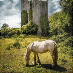 Shower Curtain - Ballygriffy Castle, County Clare - James A. Truett - Moods of Ireland - Irish Art