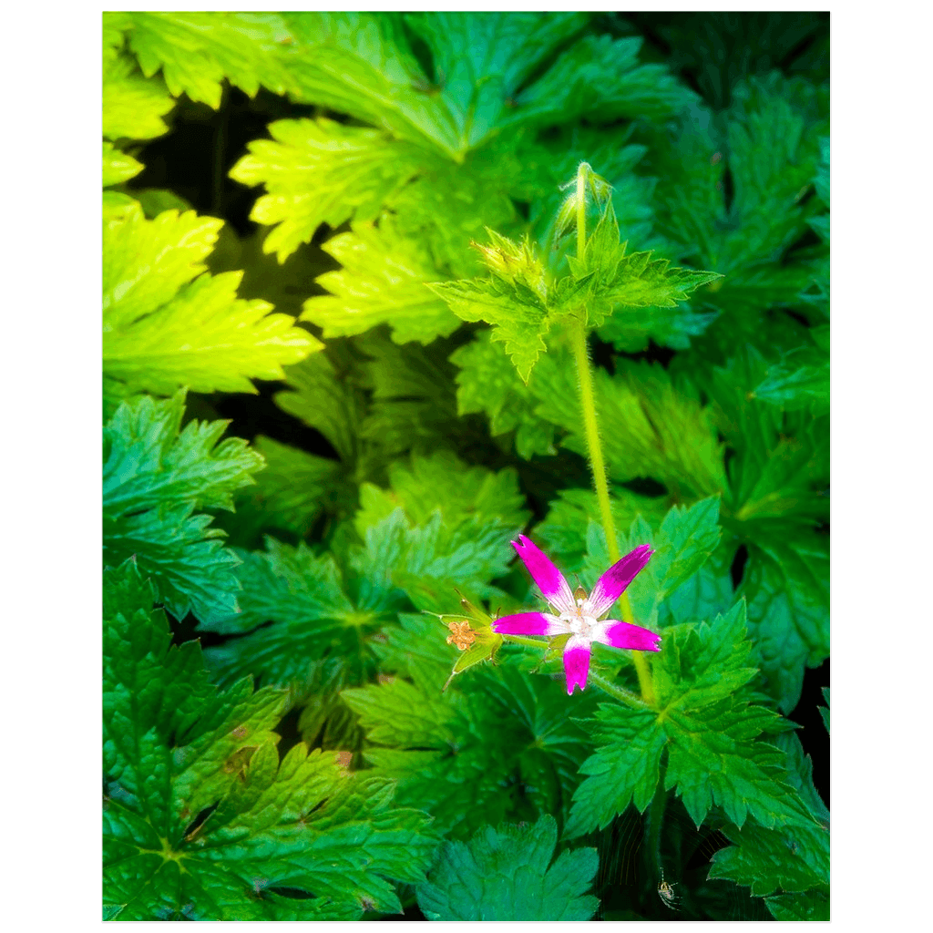 Print - Wildflower in Greenery, Tulla, County Clare - James A. Truett - Moods of Ireland - Irish Art