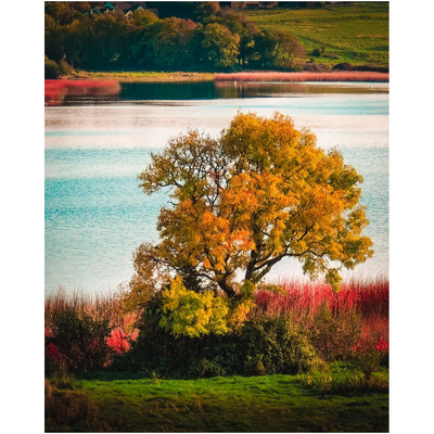 Print - Autumn on Killone Lake, County Clare