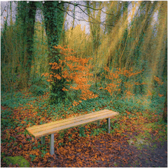 Shower Curtain - Bench at Dromore Wood in Autumn - James A. Truett - Moods of Ireland - Irish Art