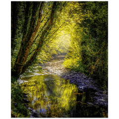 Print - Sunrays through Canopy over Owenslieve River, County Clare - James A. Truett - Moods of Ireland - Irish Art