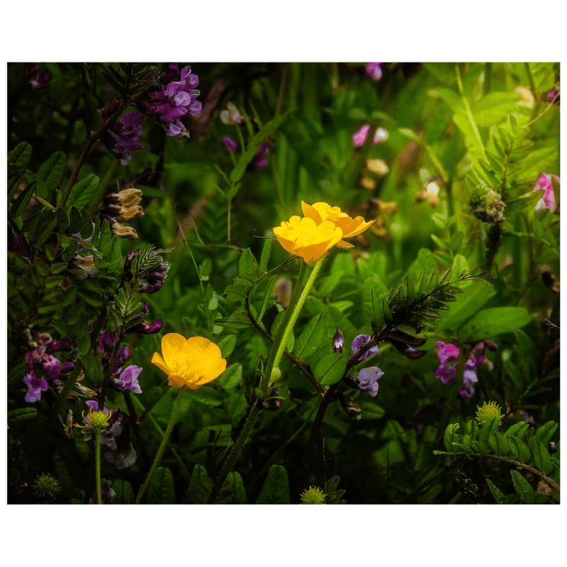 Print - Buttercups and other Wildflowers, County Clare - James A. Truett - Moods of Ireland - Irish Art