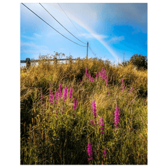 Print - County Clare Rainbow over Roadside Wildflowers - James A. Truett - Moods of Ireland - Irish Art