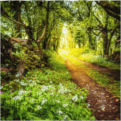 Shower Curtain - County Clare path lined with Wild Garlic and Wildflowers - James A. Truett - Moods of Ireland - Irish Art