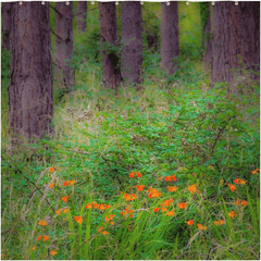 Shower Curtain - Portumna Forest Park Paradise in County Galway - James A. Truett - Moods of Ireland - Irish Art