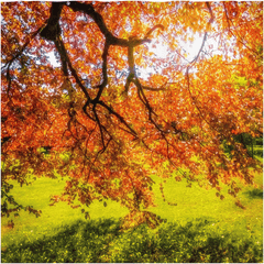 Shower Curtain - Under the Autograph Tree at Coole Park, County Galway - James A. Truett - Moods of Ireland - Irish Art