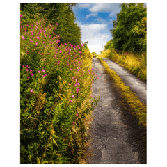 Print - Roadside Wildflowers at Kilkerin Point, County Clare - Moods of Ireland