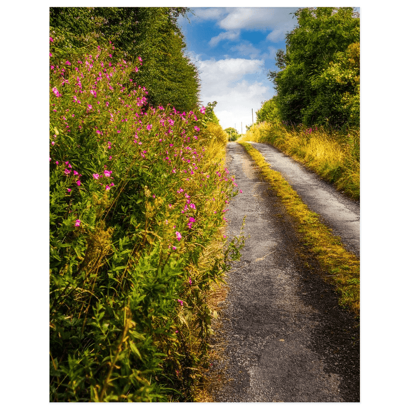 Print - Roadside Wildflowers at Kilkerin Point, County Clare - Moods of Ireland