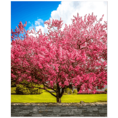 Print - Cherry Blossom Explosion, Ennis, County Clare - James A. Truett - Moods of Ireland - Irish Art