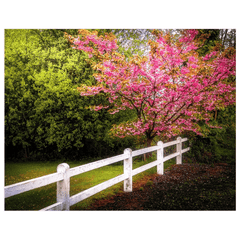 Print - Cherry Blossoms and White-washed Fence, County Clare - James A. Truett - Moods of Ireland - Irish Art