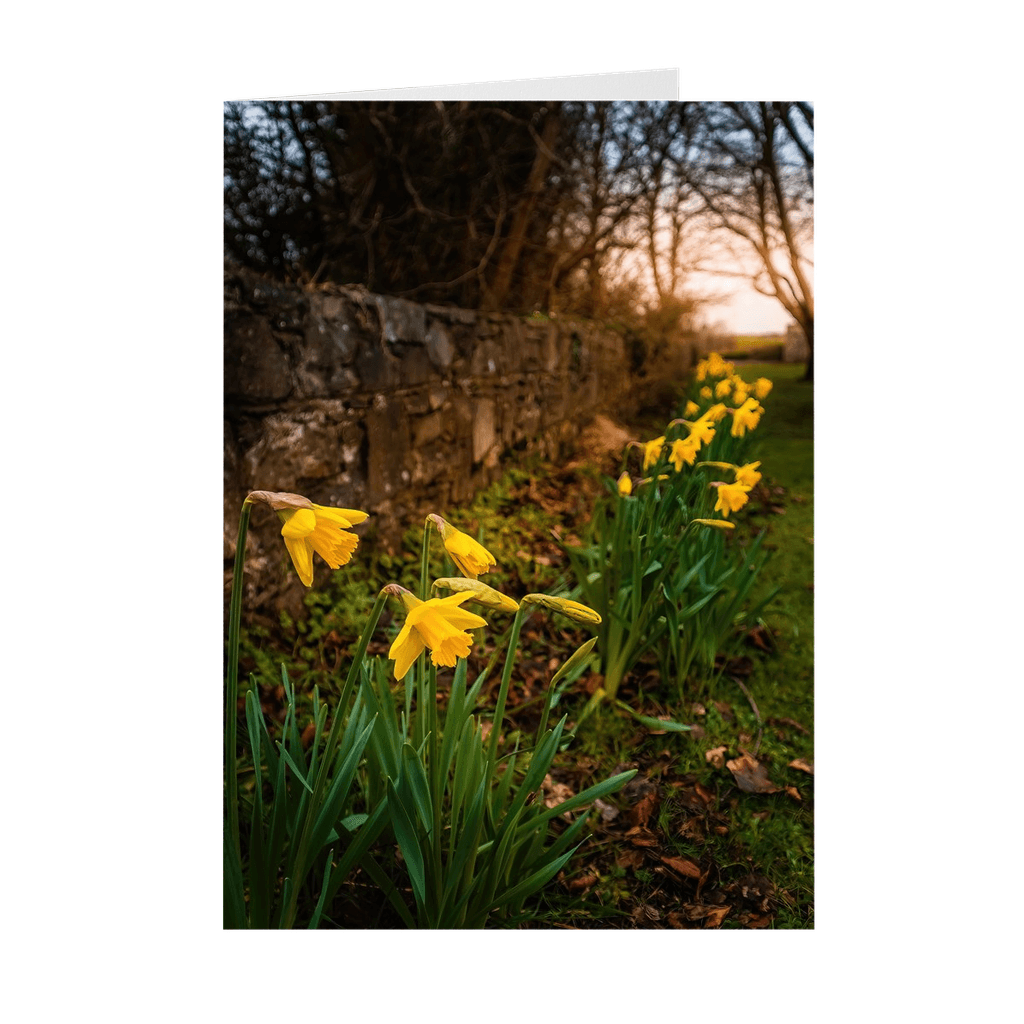 Folded Note Cards - Spring Daffodils, Kilrush, County Clare - James A. Truett - Moods of Ireland - Irish Art