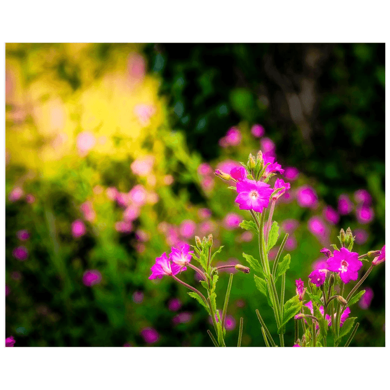 Print - Portrait of Great Willowherb Wildflowers, County Clare - James A. Truett - Moods of Ireland - Irish Art