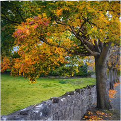 Shower Curtain - Autumn Tree at Kildysart, County Clare - James A. Truett - Moods of Ireland - Irish Art