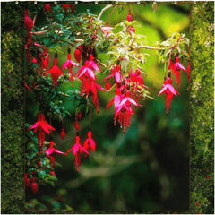 Shower Curtain - Vibrant Fuchsias on a Hillside, County Clare - James A. Truett - Moods of Ireland - Irish Art