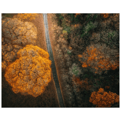 Print - Autumn in County Clare Woodland - Moods of Ireland