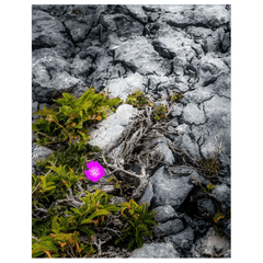 Print - Lone Wildflower in the Burren Limestone - James A. Truett - Moods of Ireland - Irish Art