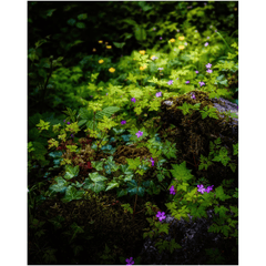 Print - A Carpet of Herb Robert Wildflowers, Ballylee, County Galway - James A. Truett - Moods of Ireland - Irish Art