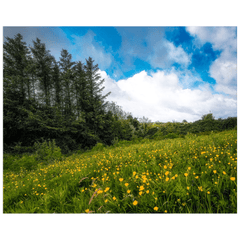 Print - Field of Buttercups in Spring, County Clare - James A. Truett - Moods of Ireland - Irish Art