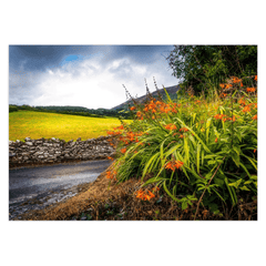 Folded Note Cards - Wild Montbretia in the County Tipperary Countryside - Moods of Ireland