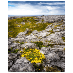 Print - Gorse in the Rugged Burren Limestone