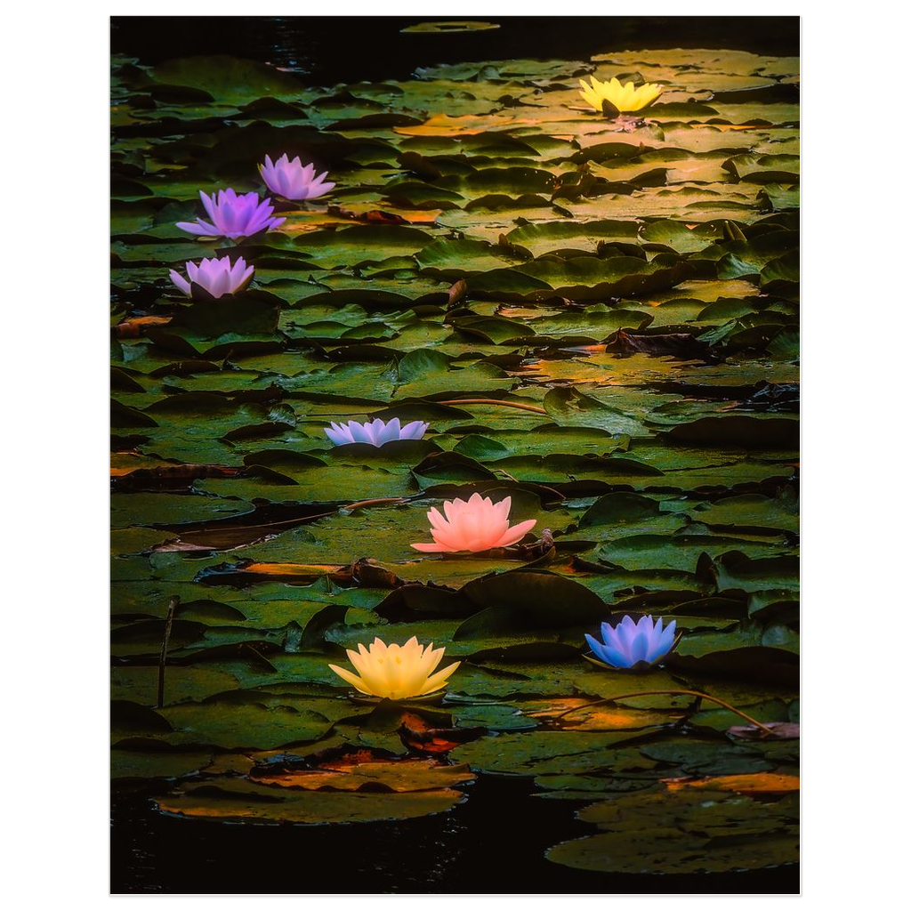 Print - Lilies in Dromoland Lough, County Clare