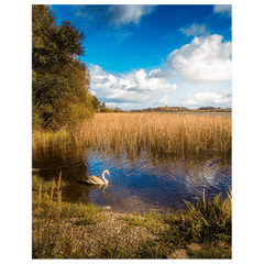 Print - Swan on Gortglass Lake, County Clare - Moods of Ireland
