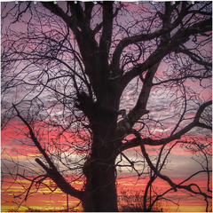 Shower Curtain - Irish Sunrise and Hibernating Tree - James A. Truett - Moods of Ireland - Irish Art