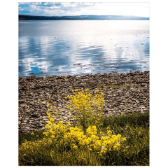 Print - Yellow Flowers on Shannon Estuary Shores, County Clare - James A. Truett - Moods of Ireland - Irish Art