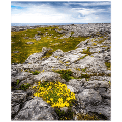Print - Gorse in the Rugged Burren Limestone
