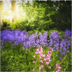 Shower Curtain - Bluebells of Kilrush, County Clare, Ireland - James A. Truett - Moods of Ireland - Irish Art