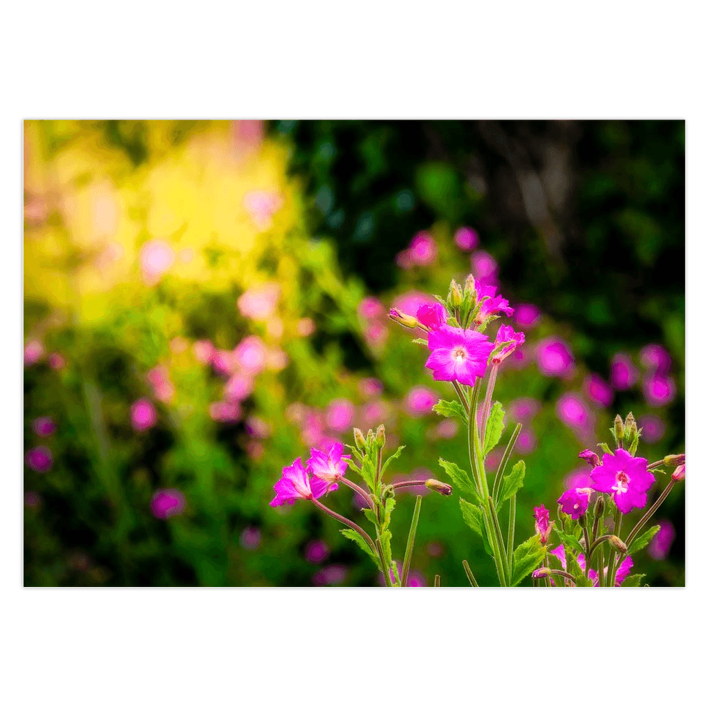 Folded Note Cards - Portrait of Great Willowherb Wildflowers, County Clare - Moods of Ireland
