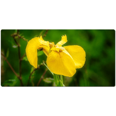 Desk Mat - Fabulous Irish Flag Iris (Feileastram) Wildflowers, County Clare - James A. Truett - Moods of Ireland - Irish Art