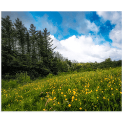 Print - Field of Buttercups in Spring, County Clare - James A. Truett - Moods of Ireland - Irish Art