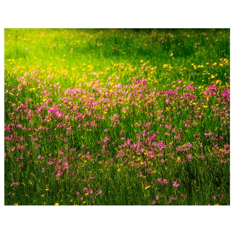 Print - Ragged Robins and Buttercups Dancing in a County Clare Meadow - James A. Truett - Moods of Ireland - Irish Art