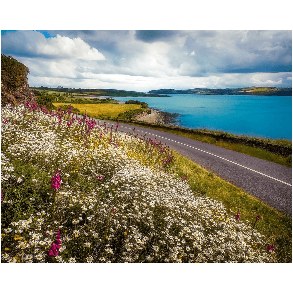 Print - Field of blooms along Shannon Estuary, County Clare - James A. Truett - Moods of Ireland - Irish Art