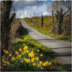 Shower Curtain - Spring Daffodils under Blue Sky, County Clare - James A. Truett - Moods of Ireland - Irish Art