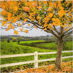 Shower Curtain - Autumn Leaves in Ballynacally, County Clare - James A. Truett - Moods of Ireland - Irish Art