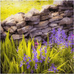 Shower Curtain - Spring Bluebells and Stone Fence, County Clare - James A. Truett - Moods of Ireland - Irish Art