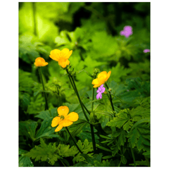 Print - Wildflowers in Filtered Sunlight, Ballylee, County Galway - James A. Truett - Moods of Ireland - Irish Art