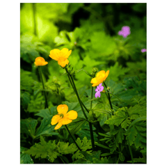 Print - Wildflowers in Filtered Sunlight, Ballylee, County Galway - James A. Truett - Moods of Ireland - Irish Art