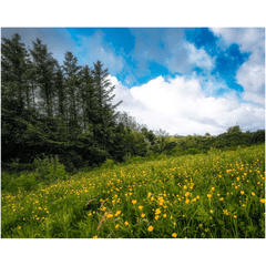 Print - Field of Buttercups in Spring, County Clare - James A. Truett - Moods of Ireland - Irish Art