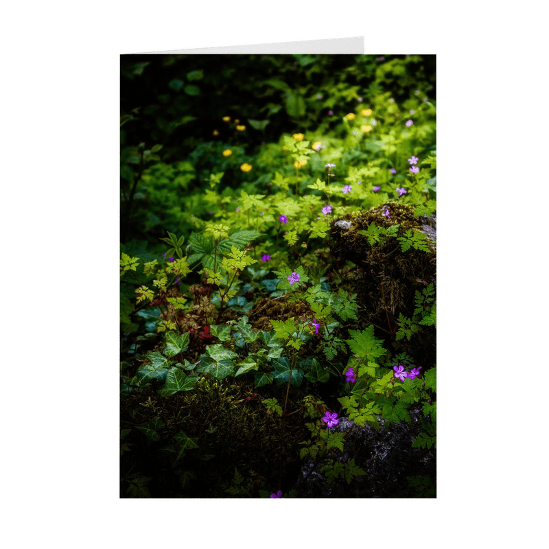 Folded Note Cards - A Carpet of Herb Robert Wildflowers, Ballylee, County Galway - James A. Truett - Moods of Ireland - Irish Art